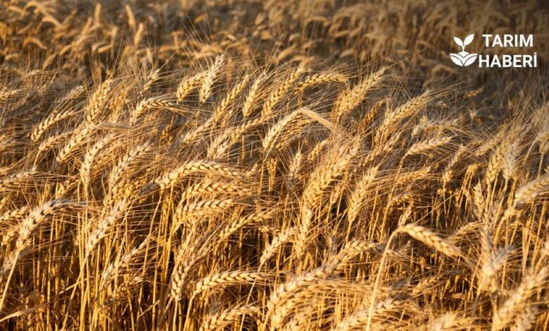 TMO, çiftçilere ürün alımları karşılığındaki 5,2 milyar liralık ödemeyi gerçekleştirdi