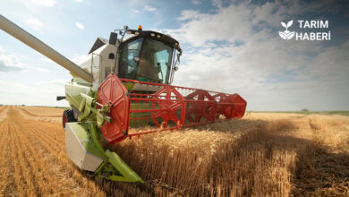 Eylül ayı TÜRİB buğday, mısır ve arpa işlem hacimleri
