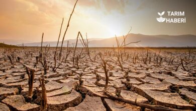 40 sene süren çalışmaya göre Türkiye kuraklık eğilimi