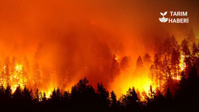 Bakan Yumaklı'nın orman yangını açıklaması