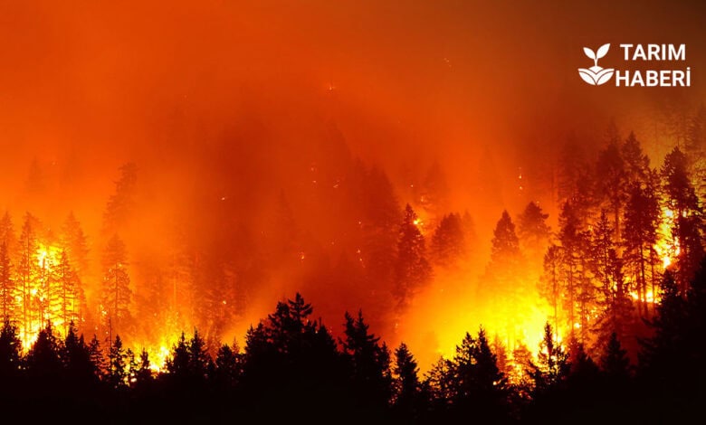 Bakan Yumaklı'nın orman yangını açıklaması