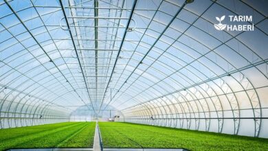 Bafra Sera OTB ile ekonomiye 1.5 milyar katkı sağlanması bekleniyor