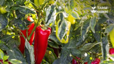 Batı Akdeniz biber ihracatında Türkiye lideri