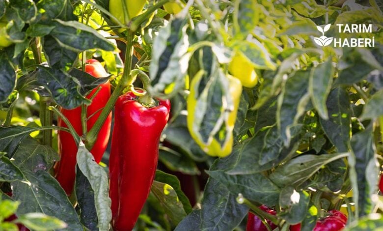 Batı Akdeniz biber ihracatında Türkiye lideri