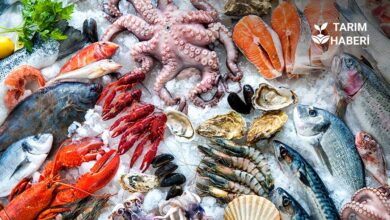 Türkiye’den Çin’e somon, levrek ve badem ihracatına yeşil ışık