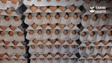 Türkiye’de kuş gribi yok, Çin’e ihracat yeniden başlamalı