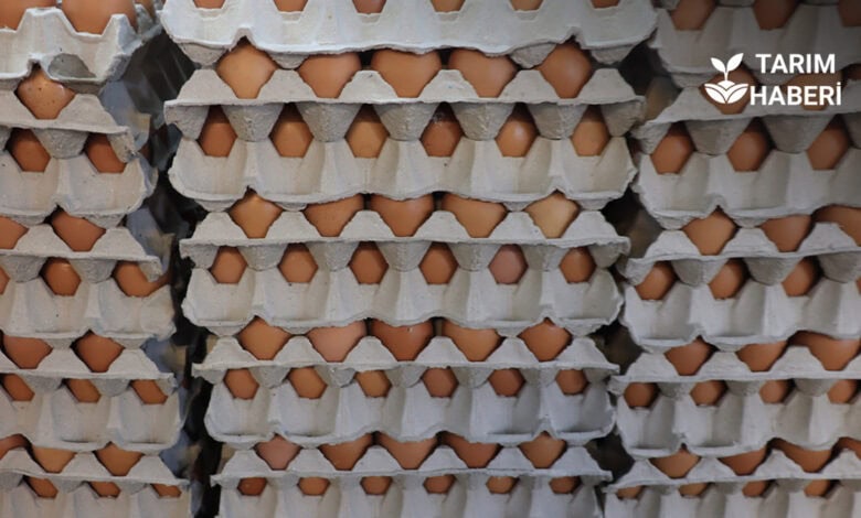 Türkiye’de kuş gribi yok, Çin’e ihracat yeniden başlamalı