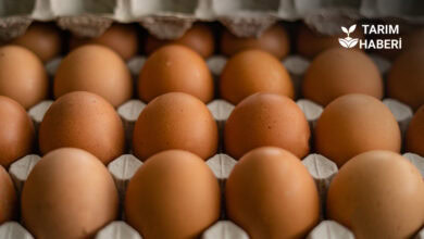 YUM-BİR'den dünya yumurta günü mesajı