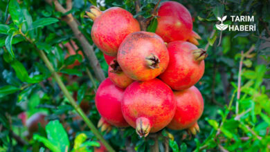 Tarım-ÜFE eylülde yükseldi, fiyatlar artıyor