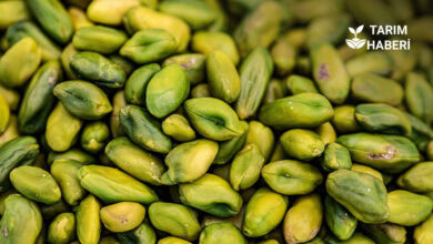 9 ayda 152 milyon dolarlık fıstık ihracatı