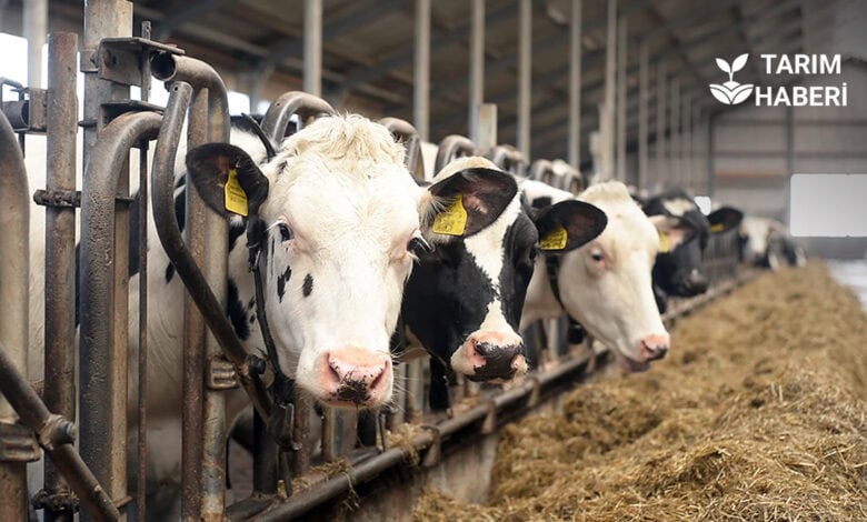 Hayvancılıkta derin kriz, şap hastalığı nedeniyle ithalat arttı