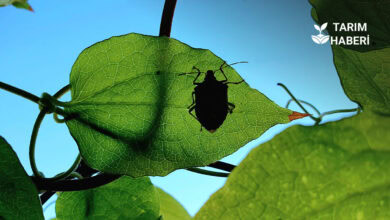 İstanbul’da kahverengi kokarca alarmı