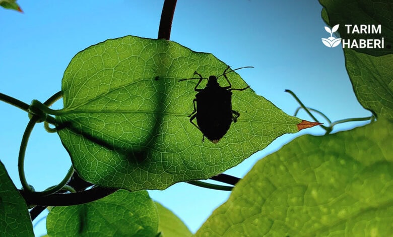 İstanbul’da kahverengi kokarca alarmı