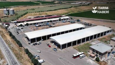 Kahramanmaraş'ta şap nedeniyle kapatılan canlı hayvan pazarı yeniden açıldı