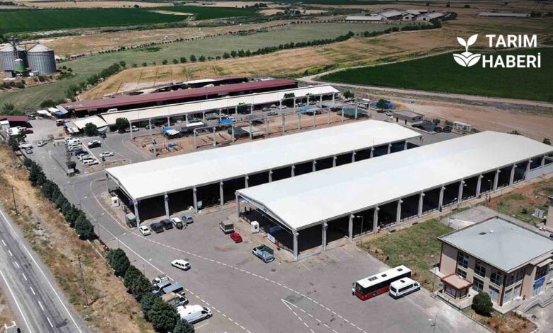 Kahramanmaraş'ta şap nedeniyle kapatılan canlı hayvan pazarı yeniden açıldı