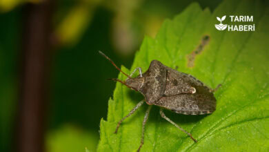 Kahverengi kokarcaya karşı 40 ilde biyolojik mücadele