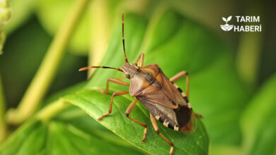 Karadeniz‘de kahverengi kokarca tehdidi