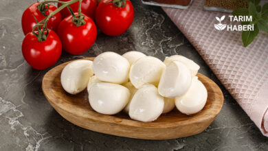 Küresel peynir pazarı 2035'e kadar rekor büyüyecek