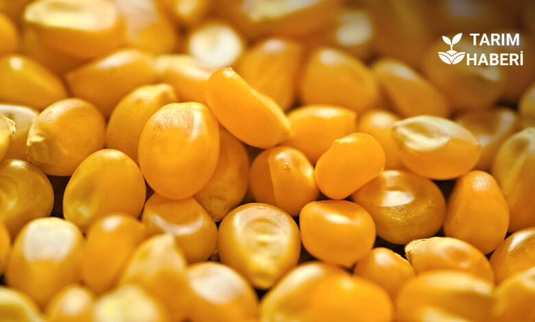 Küresel hububat arzında tarihi rekor bekleniyor