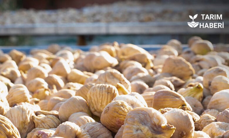 Kuru incir ihracatında rekor gelir