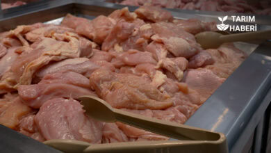 Yumurta üretimi gerilerken tavuk eti üretimi arttı