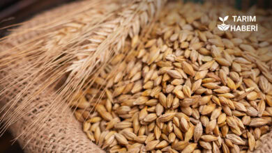 TİGEM 2025 buğday satış ihalesini açtı.