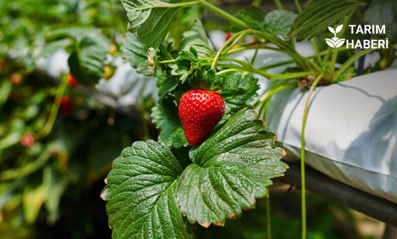 Erciyes Üniversitesi'nde (ERÜ), balık gübresi ile topraksız tarım ve çilek üretimi