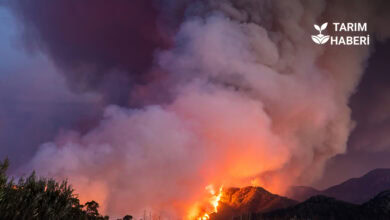 2025 yılı Türkiye orman yangınları raporu