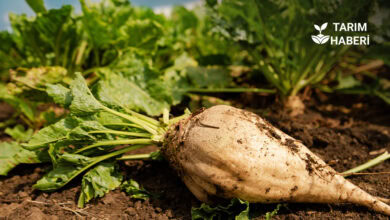 Şeker pancarında alım fiyatı yüzde 25 yükseldi