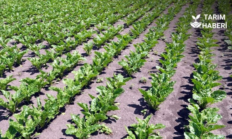 Yerli üretim şeker pancarı tohumu tanıtıldı