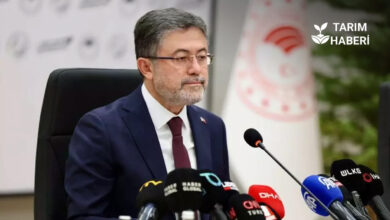 Yeşil Vatan ile 1 yılda 550 milyon fidan toprakla buluşacak.