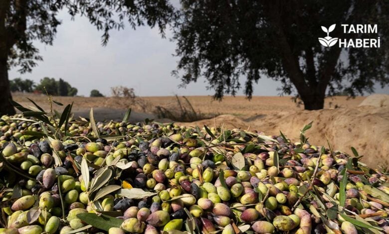 Zeytin ve zeytinyağı üretim rekoltesinde düşüş bekleniyor.