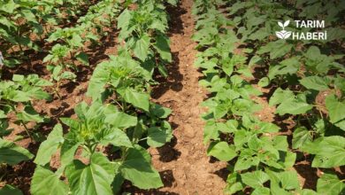 Sıra arası ve bitki sıklığının verime etkisi