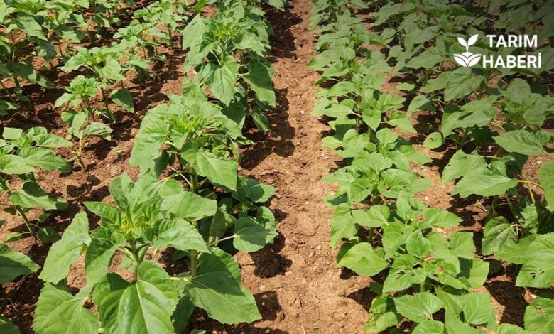 Sıra arası ve bitki sıklığının verime etkisi