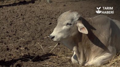 Hayvanlarda hipokalsemi