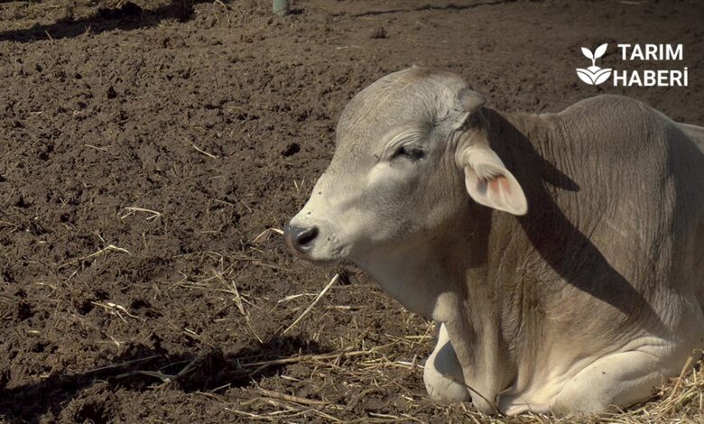 Hayvanlarda hipokalsemi