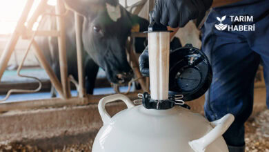 Hayvanlarda suni tohumlama