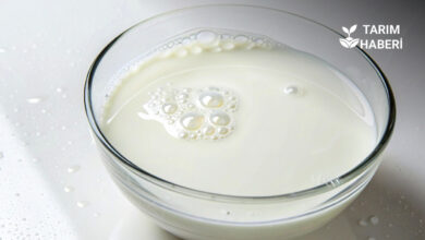 Jersey süt nedir, besin değerleri ve faydaları