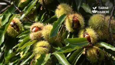 Kapama Kestane Bahçesi Projesi başvuruları başladı