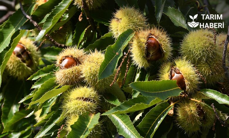 Kapama Kestane Bahçesi Projesi başvuruları başladı