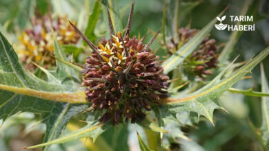 Kenger otu nedir, faydaları ve yetiştirme koşulları