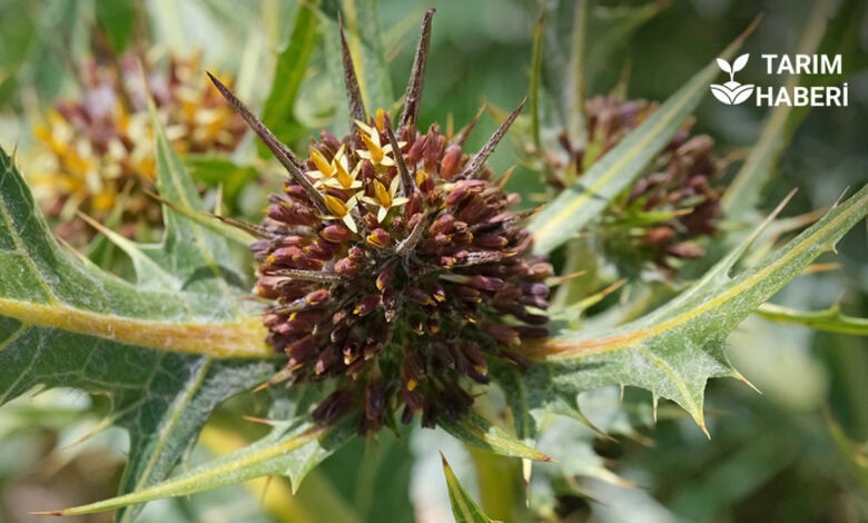 Kenger otu nedir, faydaları ve yetiştirme koşulları