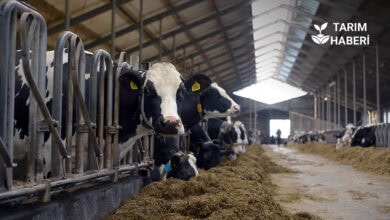 “Kırsalda Bereket Hayvancılığa Destek” bilgilendirme duyurusu