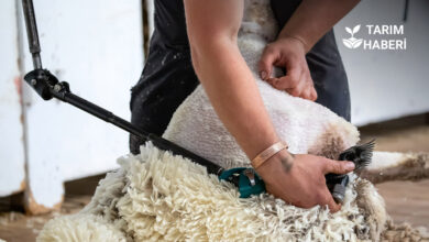 Koyun kırkma işlemi