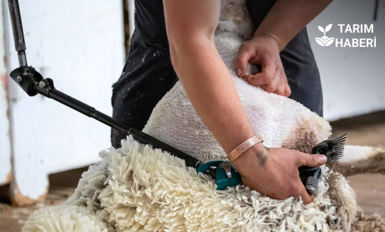 Koyun kırkma işlemi