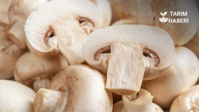 Kültür mantarı hastalıkları ve zararlılarıyla mücadele