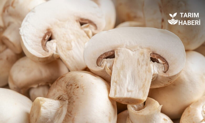 Kültür mantarı hastalıkları ve zararlılarıyla mücadele