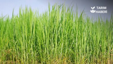 Maralfalfa otu nedir, nasıl yetiştirilir