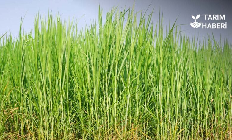 Maralfalfa otu nedir, nasıl yetiştirilir