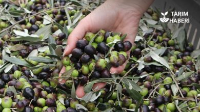Marmarabirlik 2025-2026 zeytin alım fiyatlarını açıkladı.